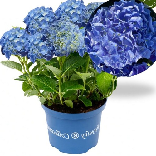 Hydrangea macrophylla 'Fabolo Blue' - Suurelehine hortensia 'Fabolo Blue' C1/1L